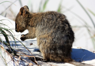 How to get the ultimate ethical selfie with a quokka