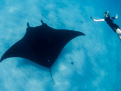 Manta Rays Lady Elliot Island