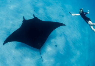 Manta Rays Lady Elliot Island