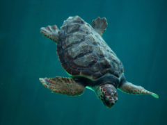 Loggerhead experience turtle bundaberg queensland viewing Mon repos