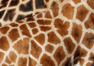 A taste of Africa in Dubbo: the safari experience with heart