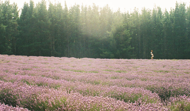Bridestowe Lavender Farm