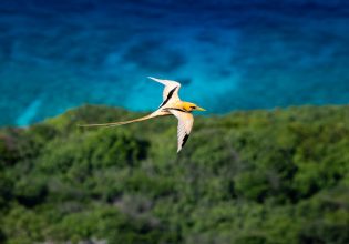 Golden Bosun in flight over Christmas Island