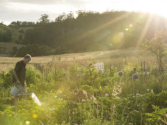 What to do in Cygnet, Tasmania