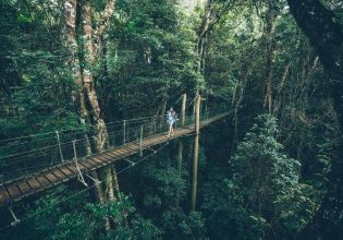 a woman passing through O'Reilly's Tree Top Walk, Lamington National Park