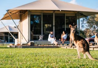 a kangaroo at Habitat Noosa Everglades Ecocamp