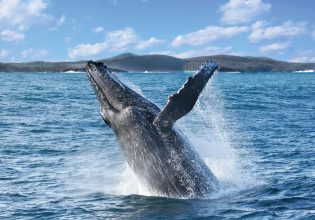 A humpback whale's tail coming out of the water.