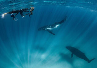 Where to swim with whales around Australia