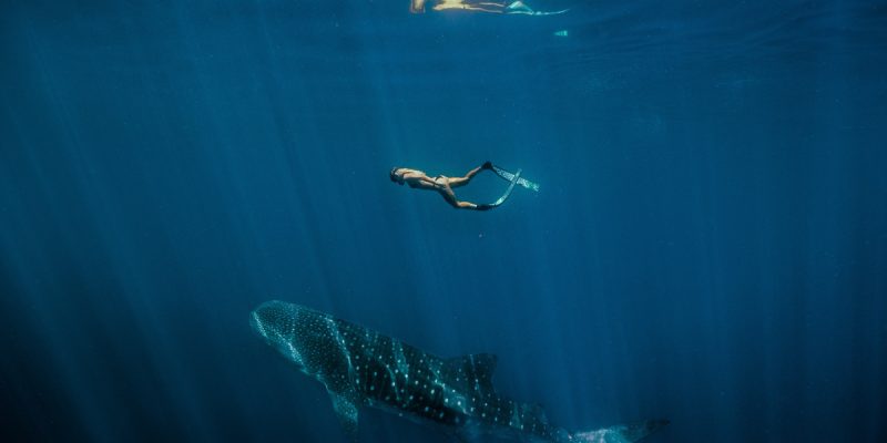 Female swimming with a Whale Shark (Rhincodon typus) at Ningaloo Marine Park. (Image: Tourism Western Australia)