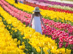 Tesselaar Tulip Festival