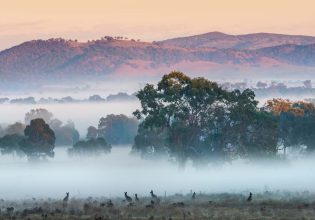 kangaroos at Strike Mudgee