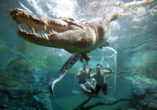 a crocodile encounter at the Cage of Death, Crocosaurus Cove
