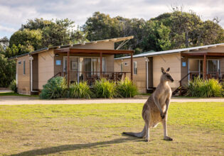 a kangaroo at Discovery Park Pambula