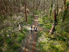 Towering karri and marri trees of Boranup Forest.