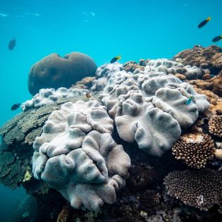 Fish and coral underwater at Coral Bay, a snorkelling spot in WA.