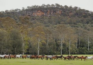 Glenworth Valley horses