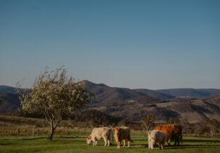 cows grazing in the filed at Seclusions Blue Mountains