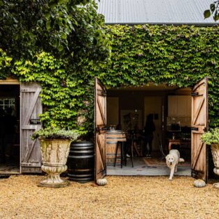 A dog at Krinklewood Winery
