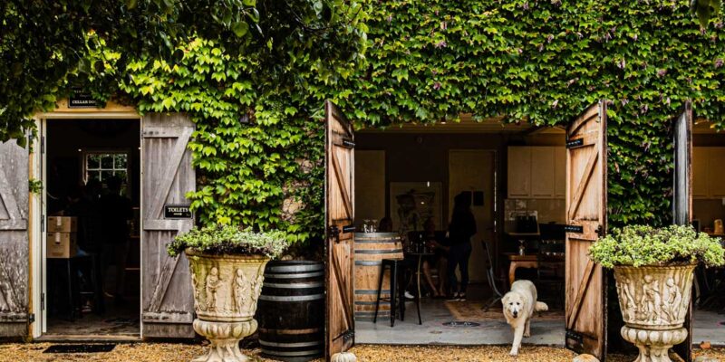 A dog at Krinklewood Winery