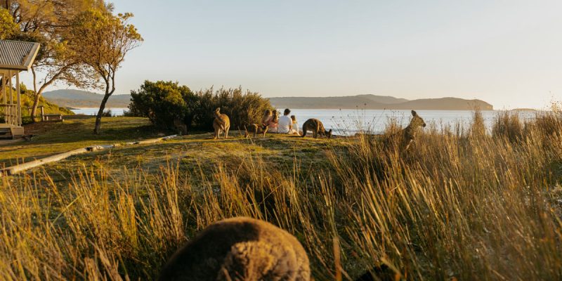 a family sitting together with kangaroos facing the beach at NRMA Murramarang Beachfront Holiday Resort