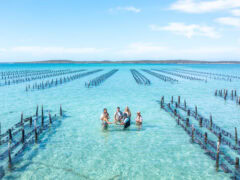 Top down aerial photo of guests wading amongst oyster racks