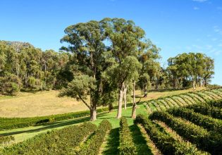the Ringer Reef Winery vineyard is sprawling across Alpine Valley in Bright