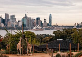 Sydney Harbour views and giraffes at Taronga Zoo