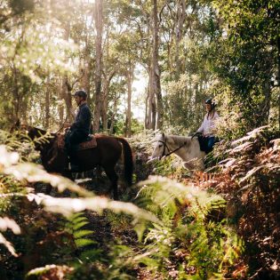 Zephyr Horses Byron Bay