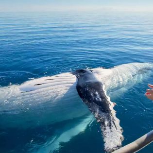 Top things to do in Hervey Bay