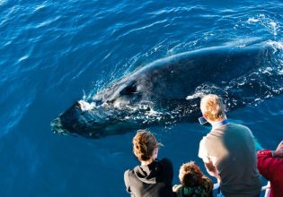 Hervey Bay whale watching