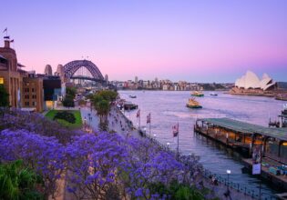view of Circular Quay from The Rocks with jacrandas in the spring