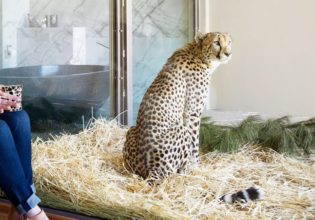 cheetah at Jamala Wildlife Lodge