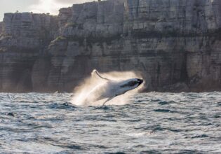 Jervis Bay Whale