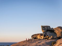 Kangaroo wildernesshero