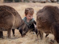 A guide to visiting Kangaroo Island Wildlife Park