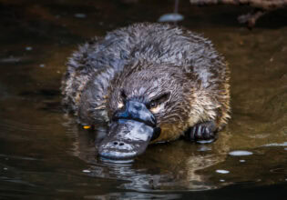 Where to see a platypus in the wild