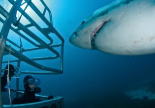 The truth about shark diving