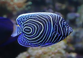emperor angelfish Great Barrier Reef