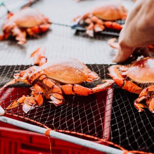Spanner Crab in Mooloolaba for The Curated Plate