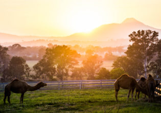 sunrise camel scenic rim