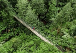 Tarra Bulga national park crossing walkway