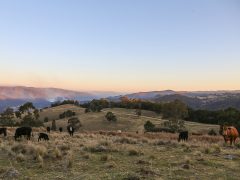 Great Dividing Range, Tenterfield