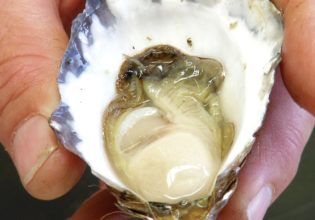Where to find the best oysters in Port Macquarie