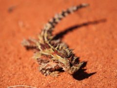 Outback survival stories that’ll stop your heart