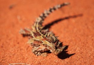 Outback survival stories that’ll stop your heart