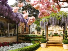 Topiary Cafe, Tea Tree Gully 2 high-res