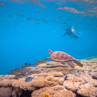 a lady snorkelling on the reef off Lady Musgrave Island looking at a turtle and colourful fish life