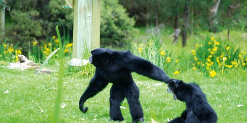 Review: Zoofari Lodges at Western Plains Zoo