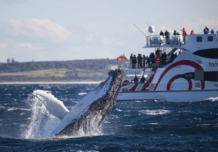 Whale Watching Sydney